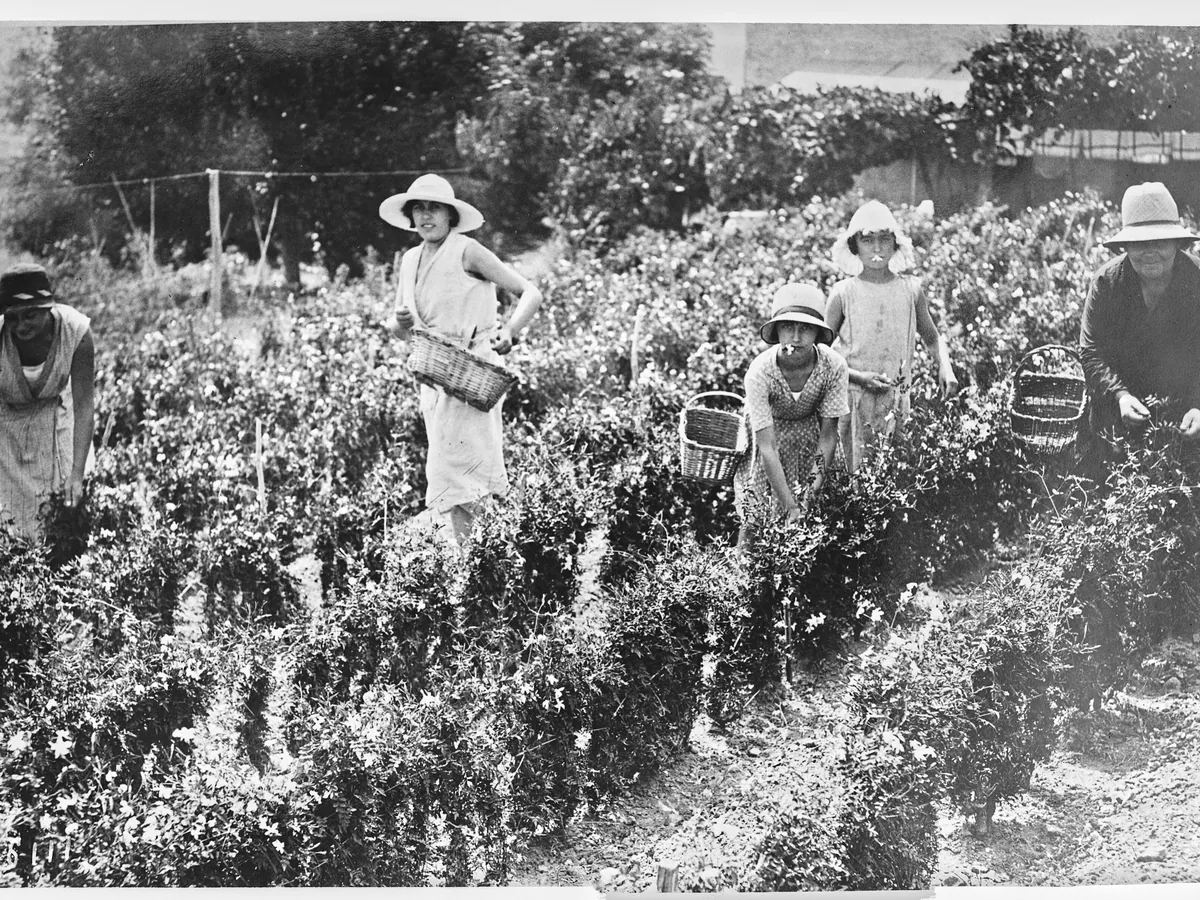 A black-and-white photograph of women in sun hats picking jasmine into baskets among the flowering bushes in Grasse.